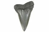 Fossil Broad-Toothed Mako Tooth - South Carolina #170418-1